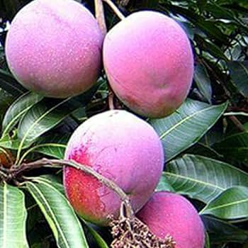 Organic Arunika mango