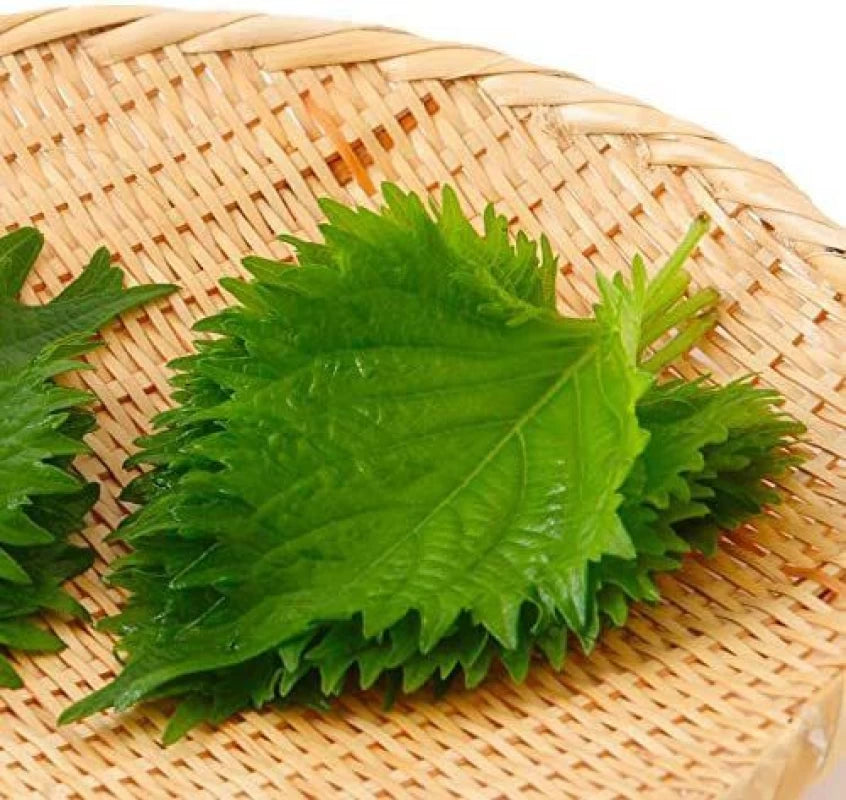 Japanese green Shiso (20pieces)