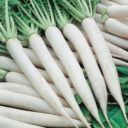 Radish (DAIKON)<500 GMS>