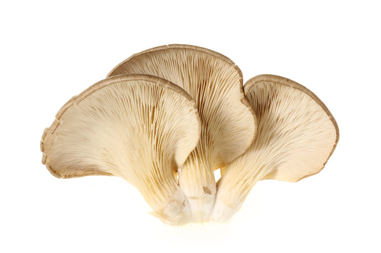 White Oyster Mushrooms