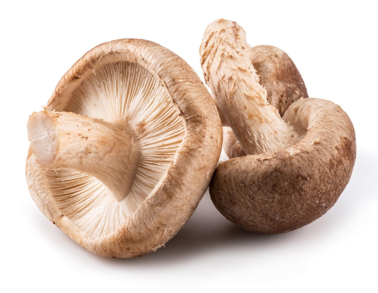 Fresh Shiitake Mushroom