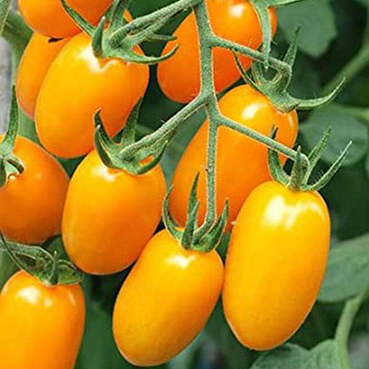 Yellow Cherry Tomato<250 gms>